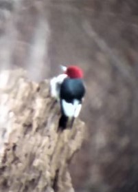 Red-headed Woodpecker - ML582018971