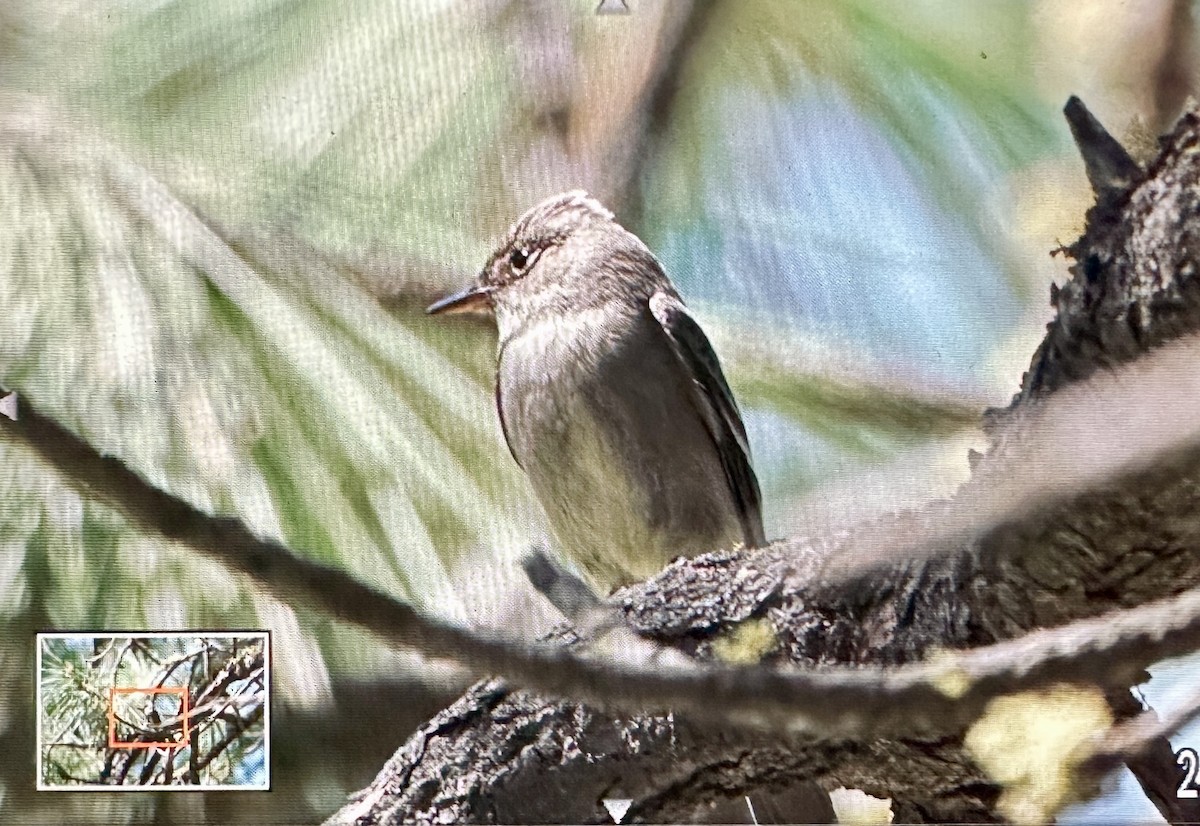 Western Wood-Pewee - ML582019281