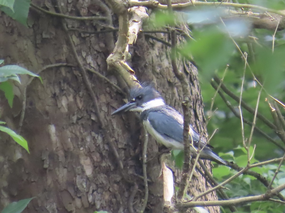 Belted Kingfisher - ML582019531