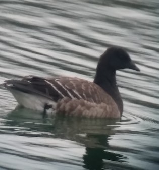 Brant - ML582021291