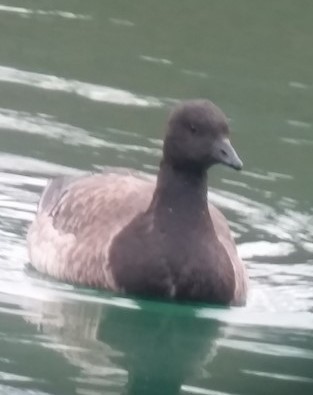 Brant - ML582021621