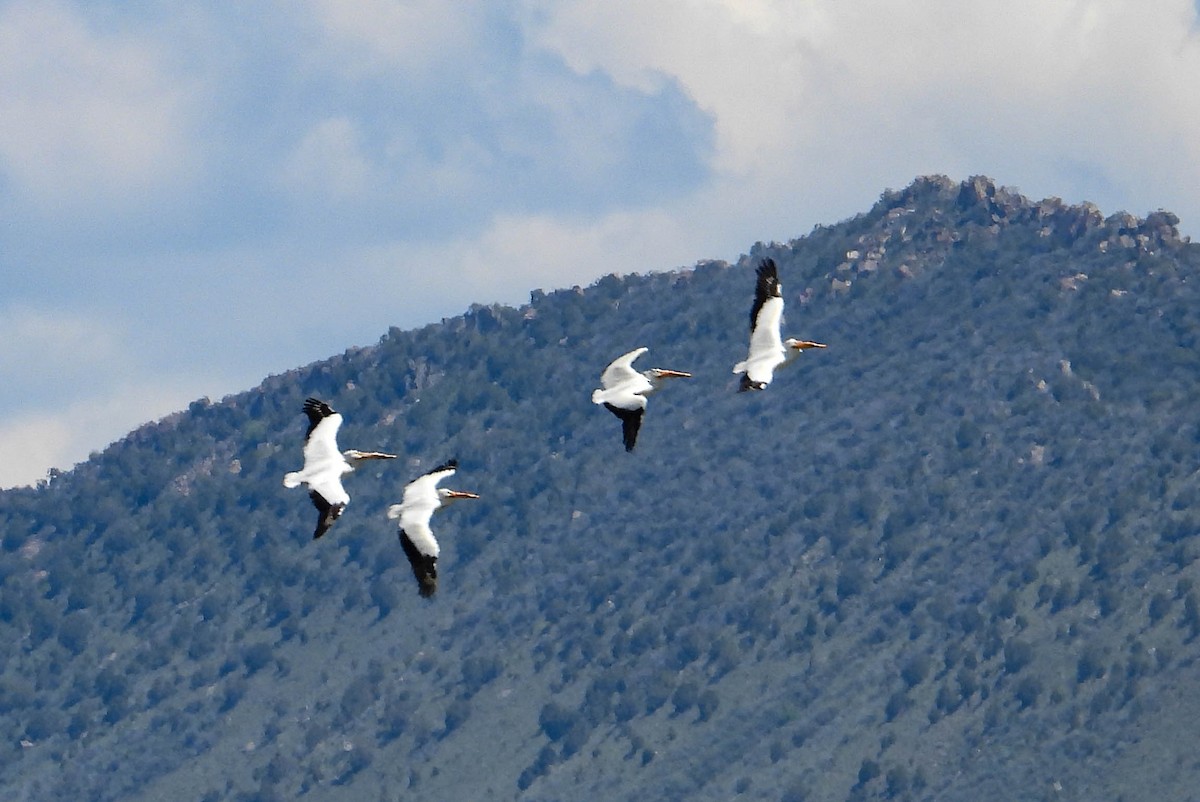 American White Pelican - ML582021671