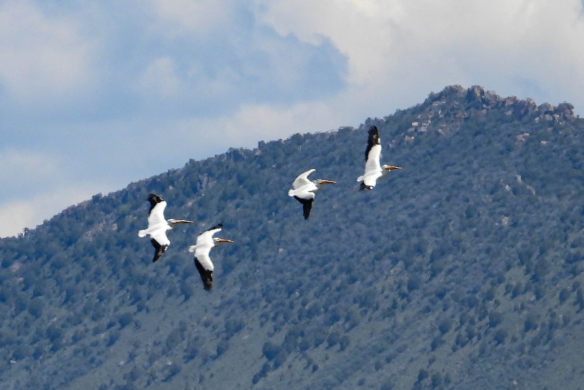 American White Pelican - ML582021671