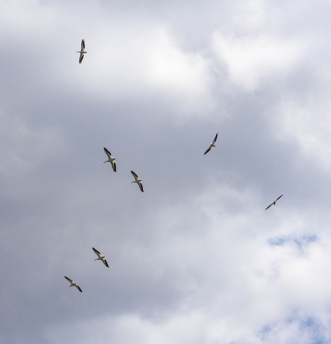 American White Pelican - ML582021681