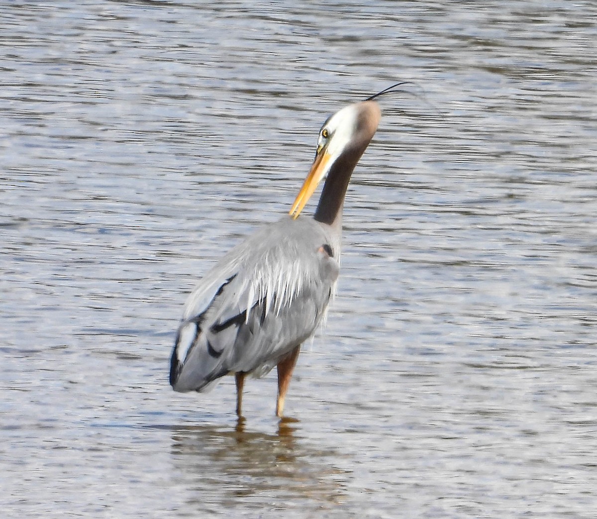 Great Blue Heron - ML582021891