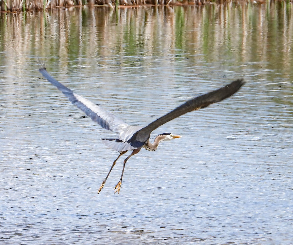 Garza Azulada - ML582021901