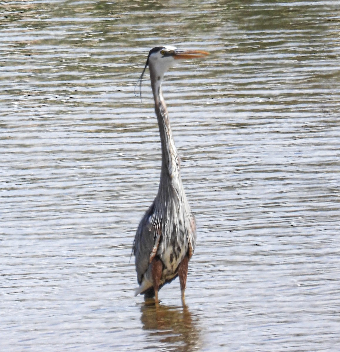 Great Blue Heron - ML582021911