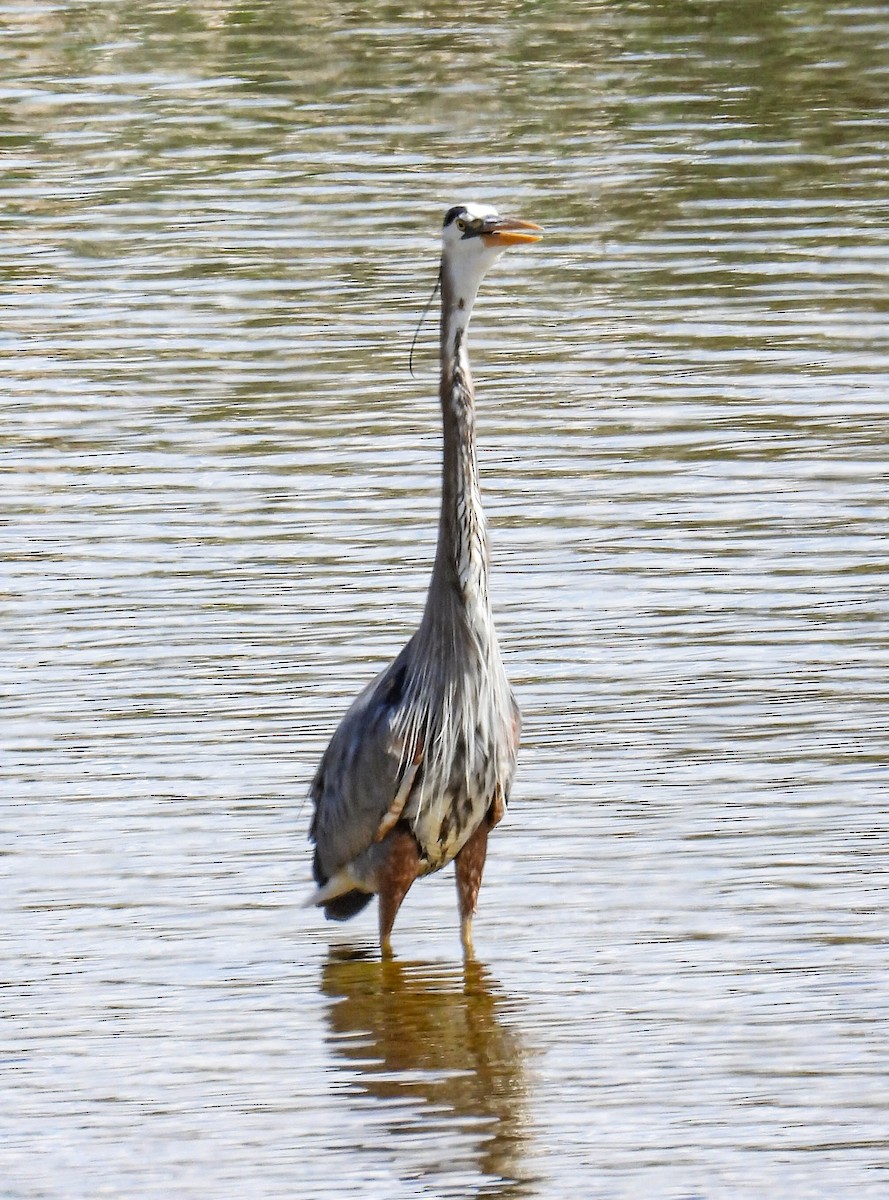 Great Blue Heron - ML582021921