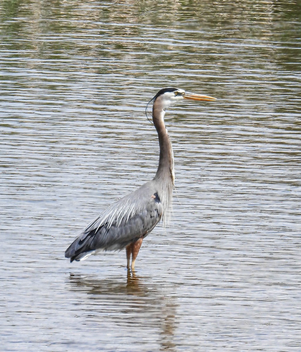 Great Blue Heron - ML582021931