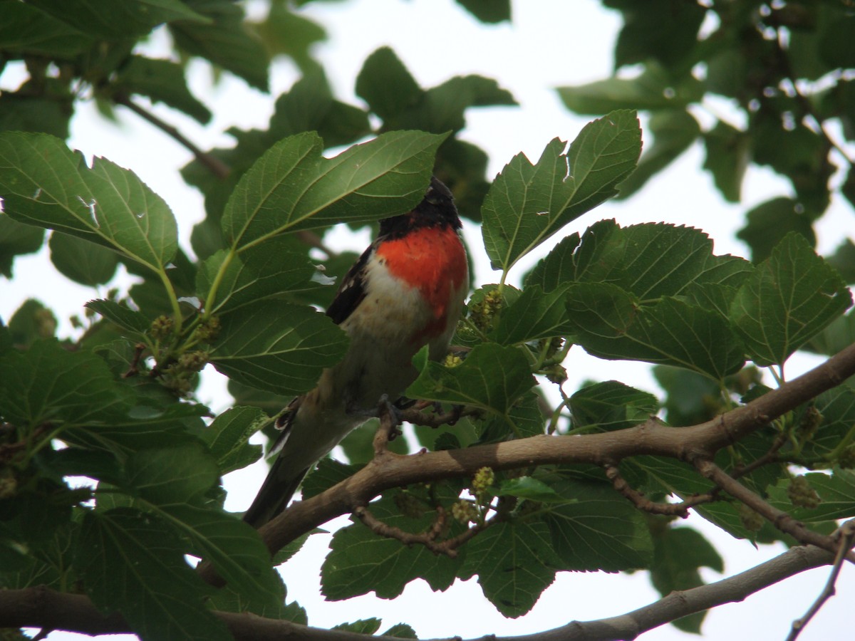 Rose-breasted Grosbeak - Charles  Babbitt