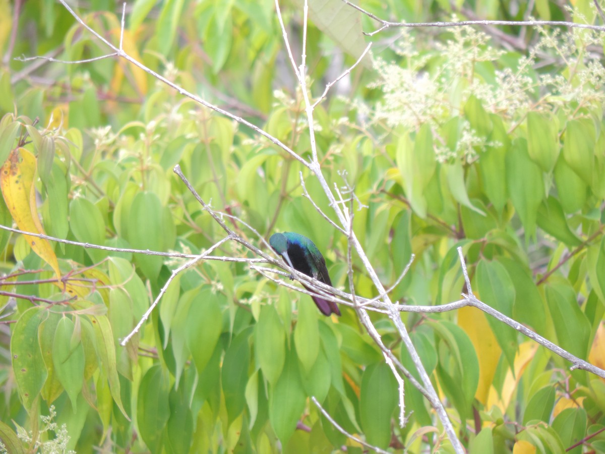 Black-throated Mango - ML58202321