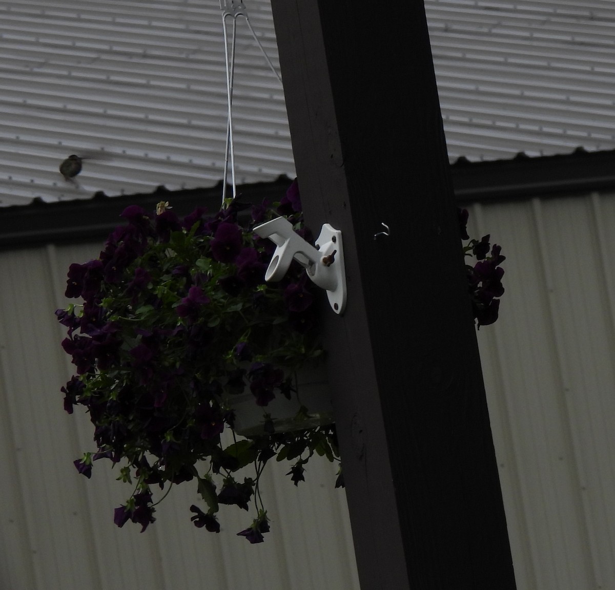 Ruby-throated Hummingbird - ML582023841