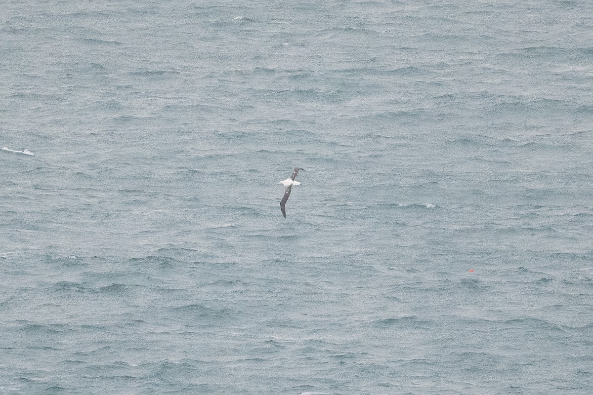 large albatross sp. - ML582024741