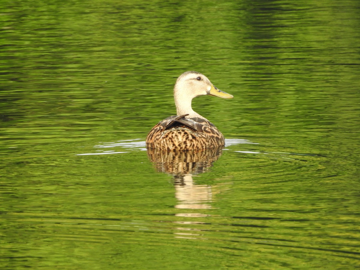 Mottled Duck - Isaiah Craft