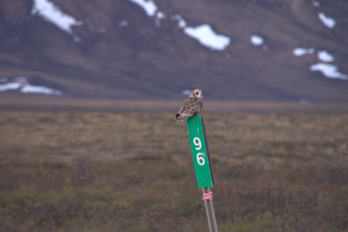 Short-eared Owl - ML582027191