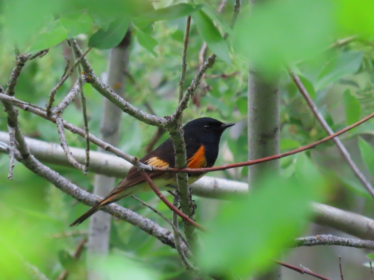 American Redstart - Andrew Pratt