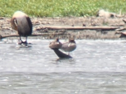 Green-winged Teal - ML582028281