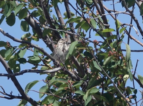 Vesper Sparrow - David Fraser