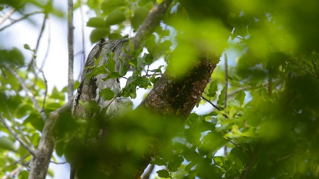 Northern Potoo - ML582029941