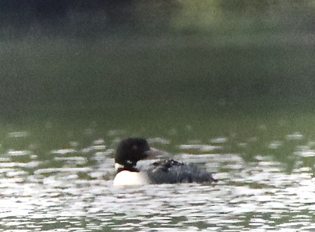 Common Loon - ML582030441