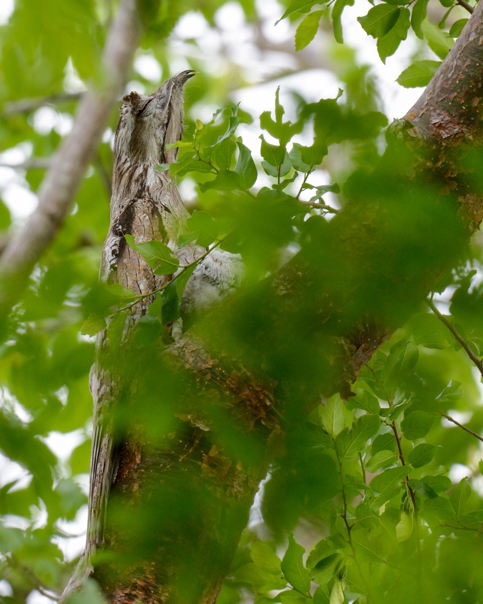 Northern Potoo - Luis Trinchan