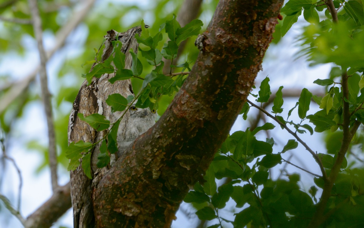 Northern Potoo - Luis Trinchan