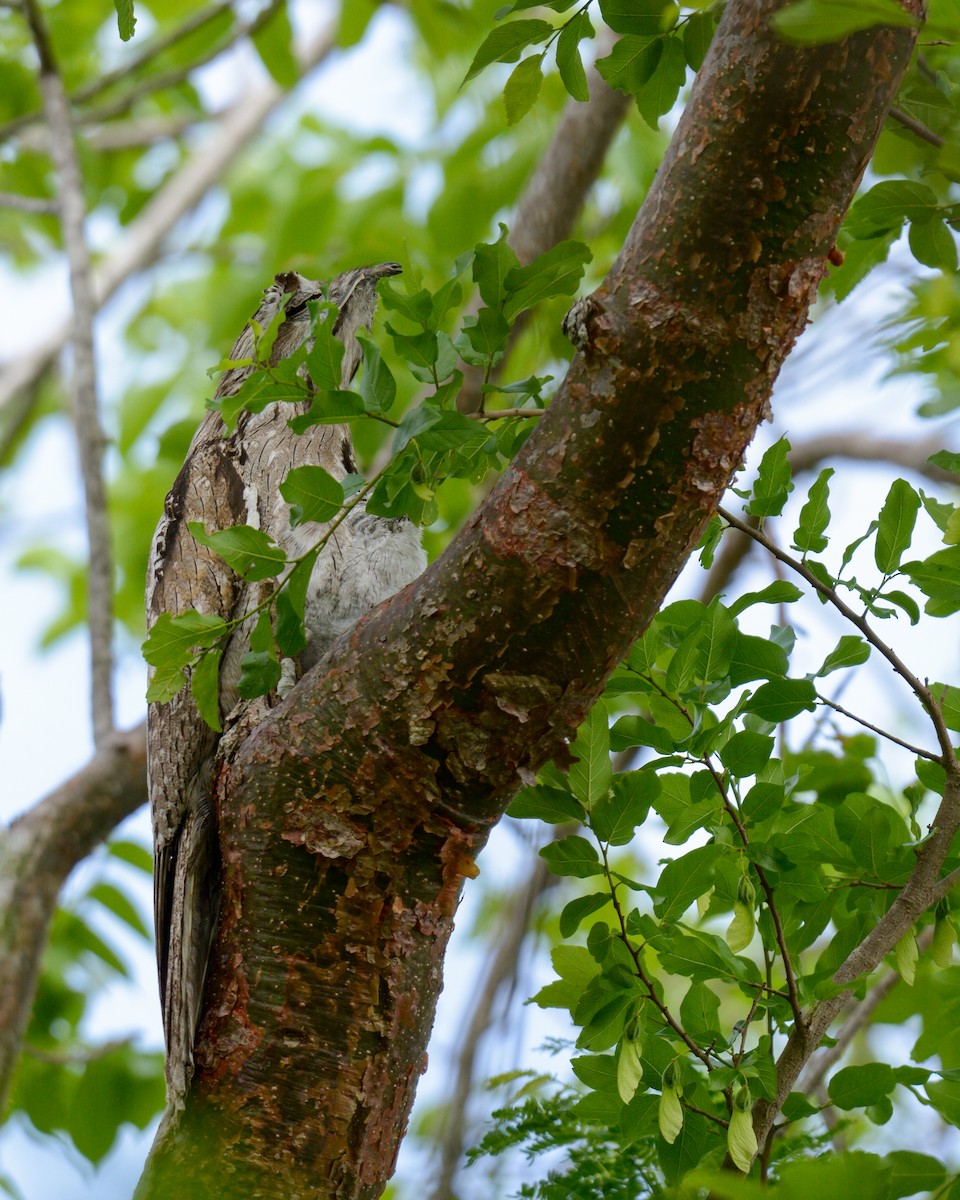 Northern Potoo - Luis Trinchan