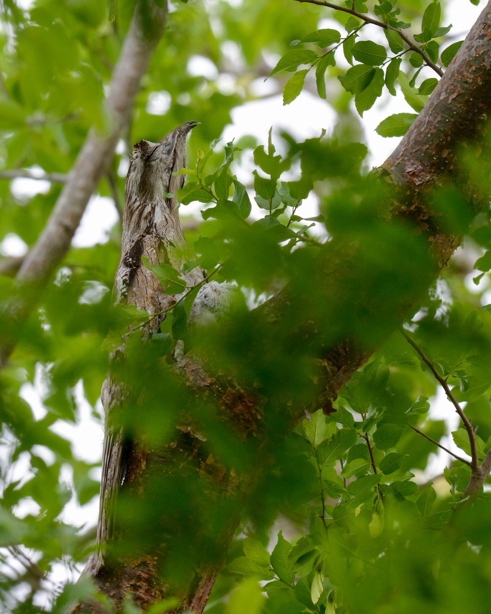 Northern Potoo - ML582030701