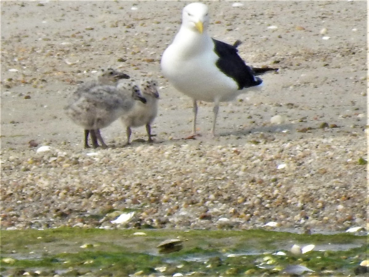 Great Black-backed Gull - ML582030771