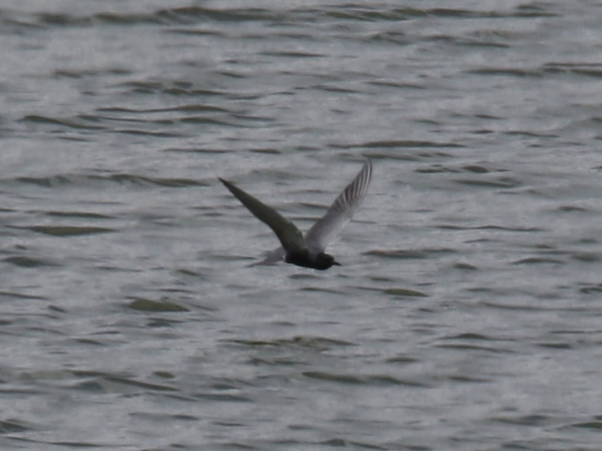 Black Tern - ML582031241