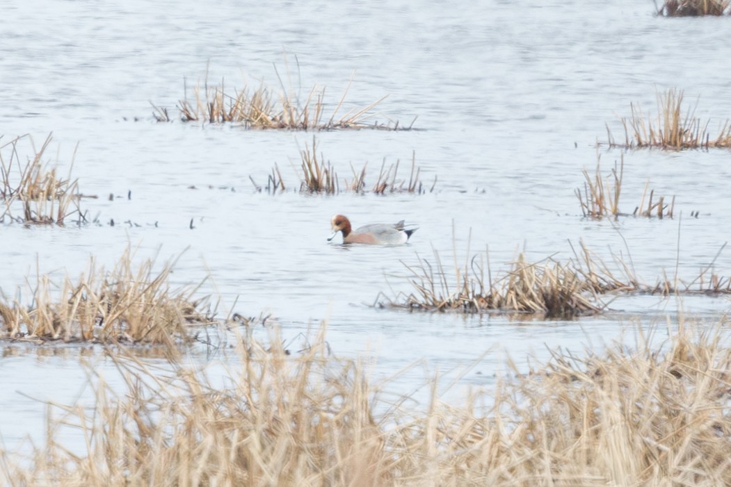 Eurasian Wigeon - ML582031831