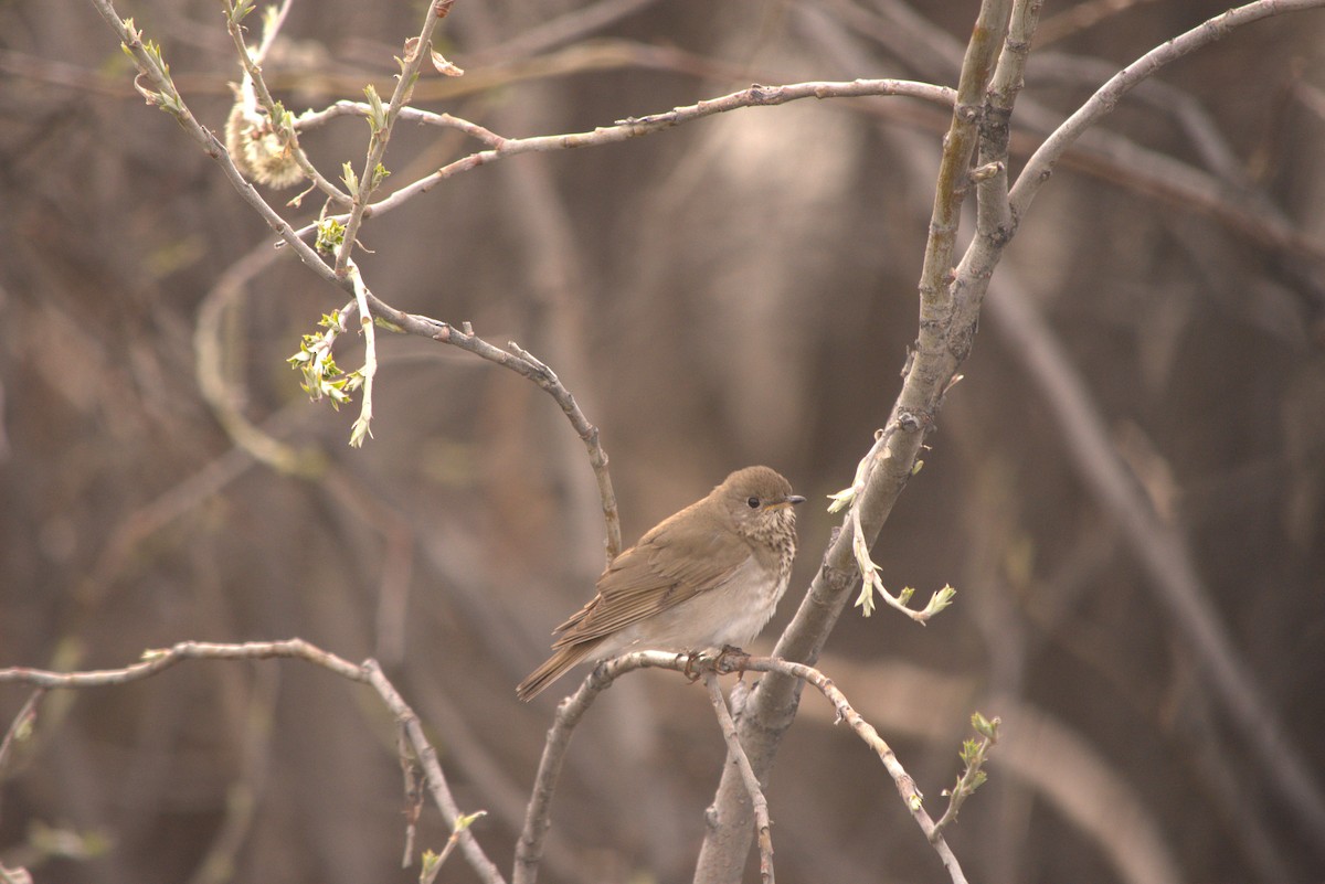 Gray-cheeked Thrush - ML582032321