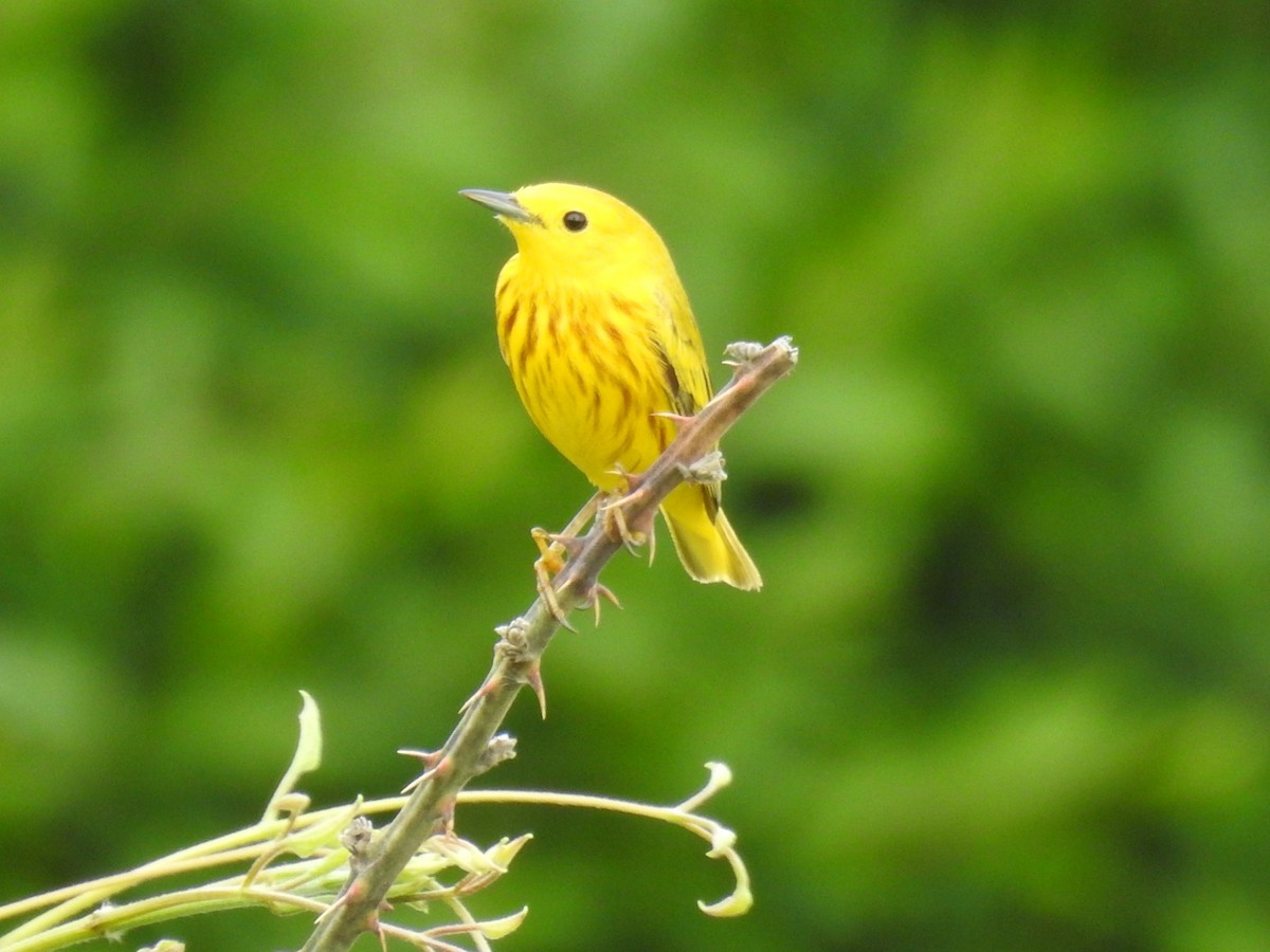 Yellow Warbler - Dennis S Main