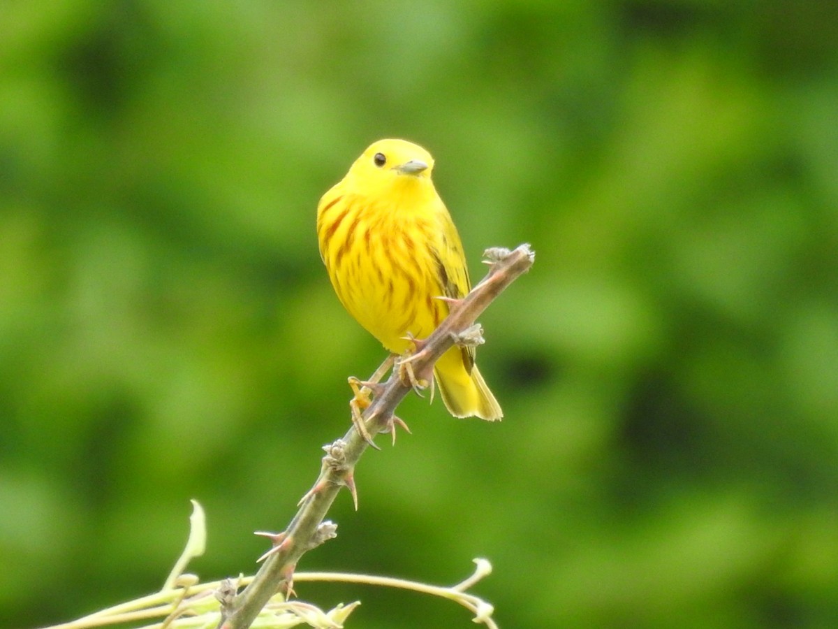 Yellow Warbler - ML582032621