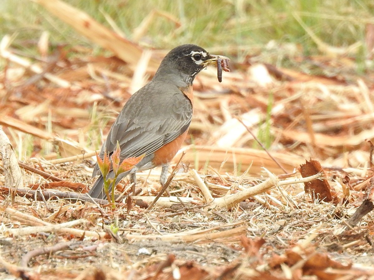 American Robin - ML582032711