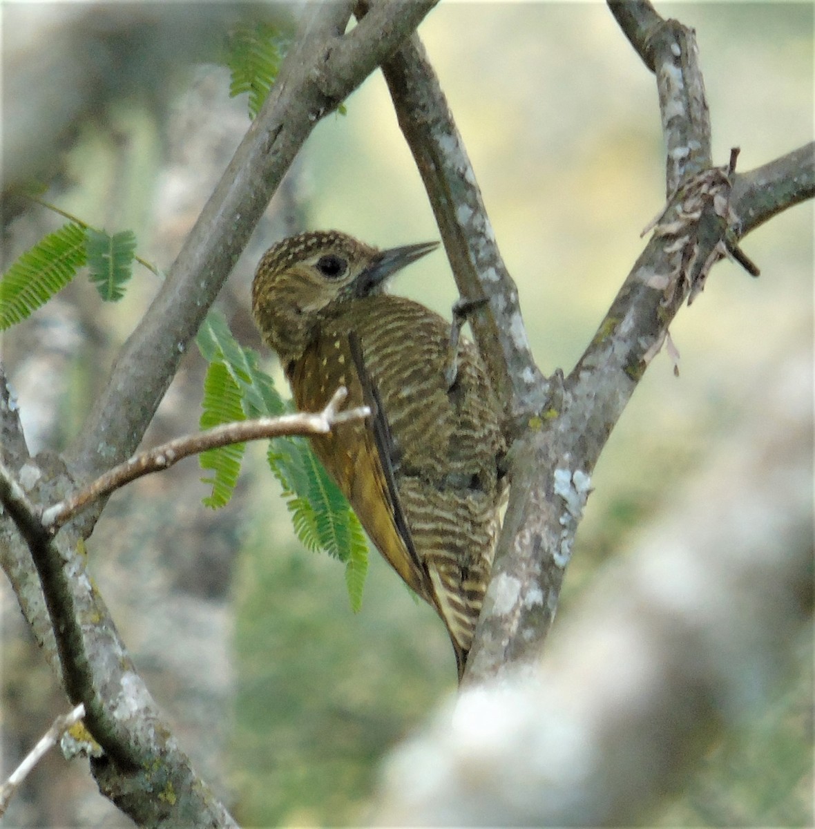 Dot-fronted Woodpecker - ML582033581