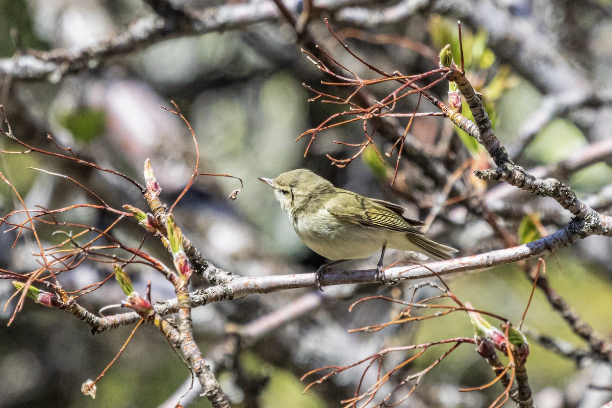 Greenish Warbler - ML582033721