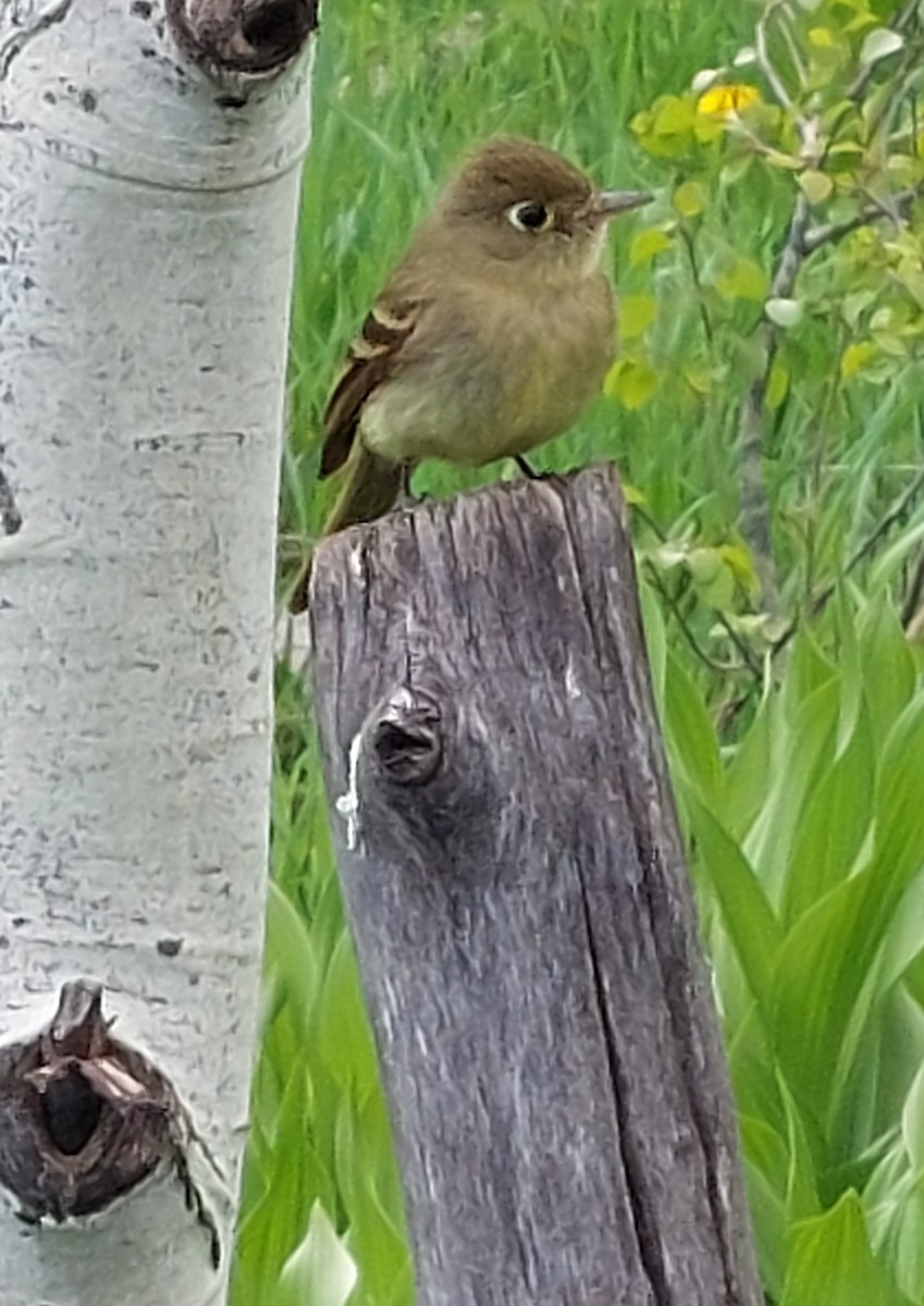 Western Flycatcher (Cordilleran) - Ron Lambeth