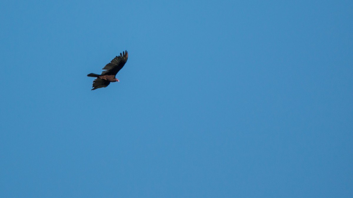 Turkey Vulture - ML582034241