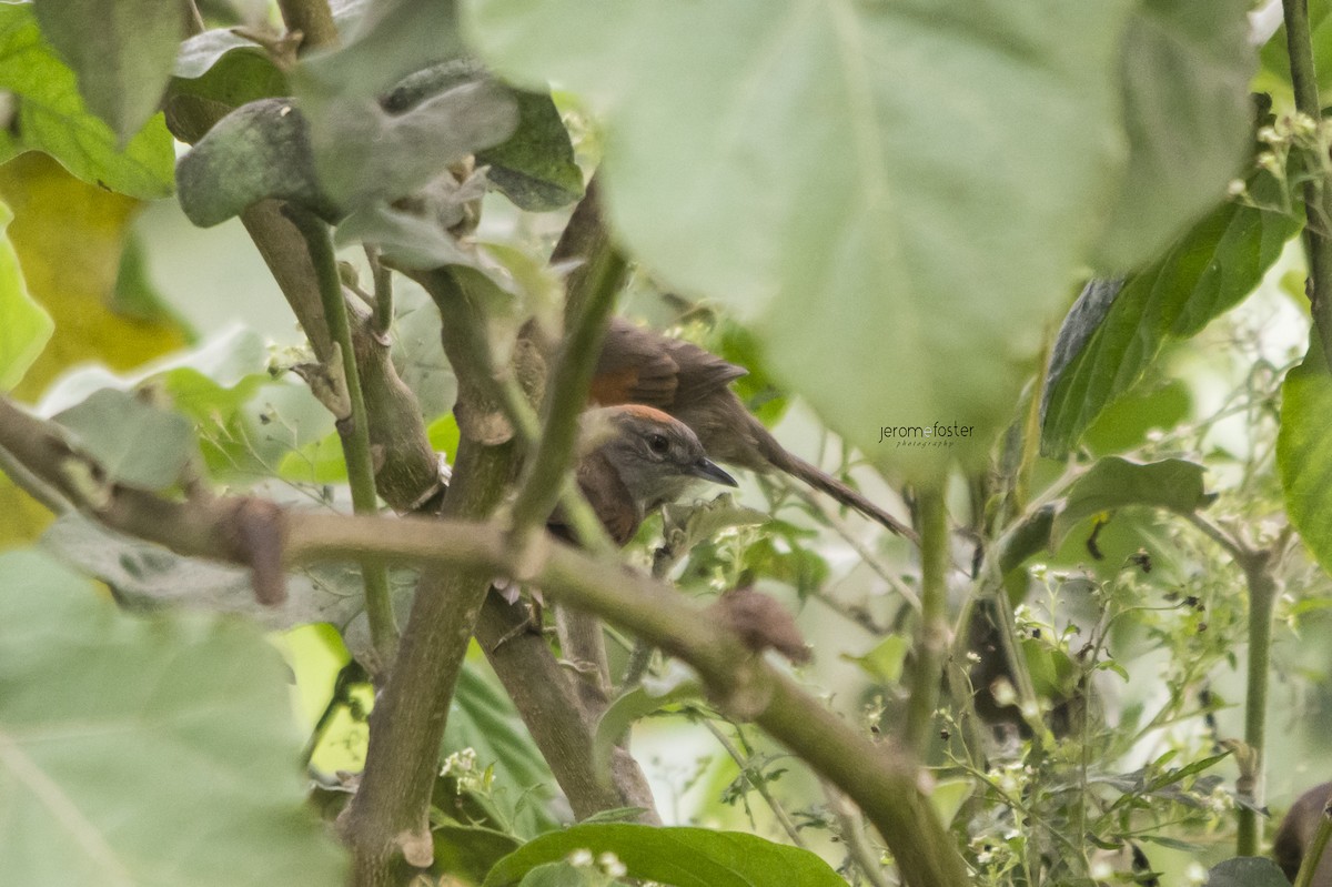 Pale-breasted Spinetail - ML58203451