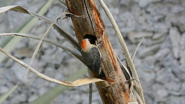 Yucatan Woodpecker - ML582034751