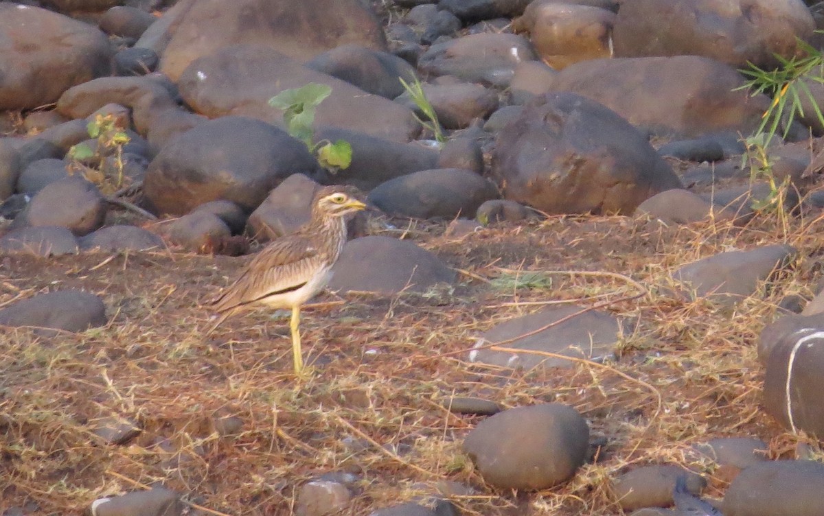 Senegal Thick-knee - ML58203481