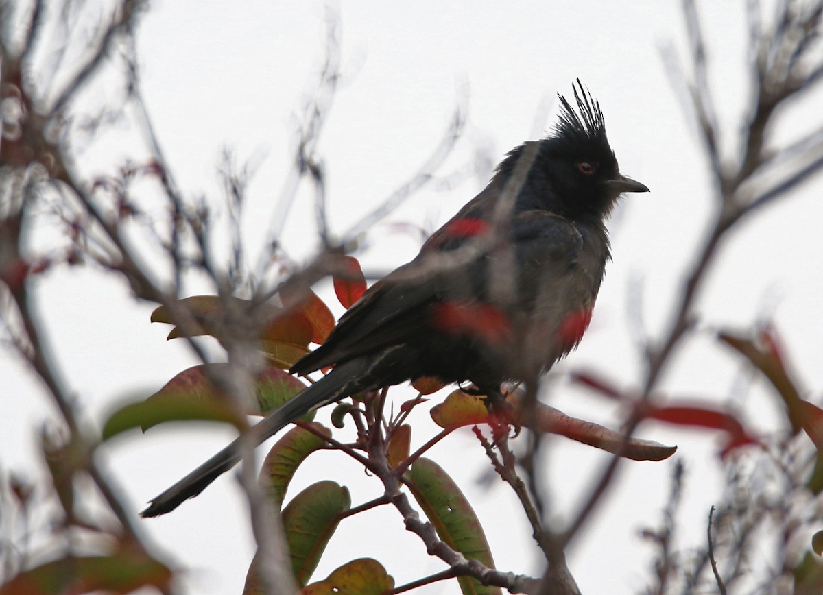 Phainopepla - H. Resit Akçakaya