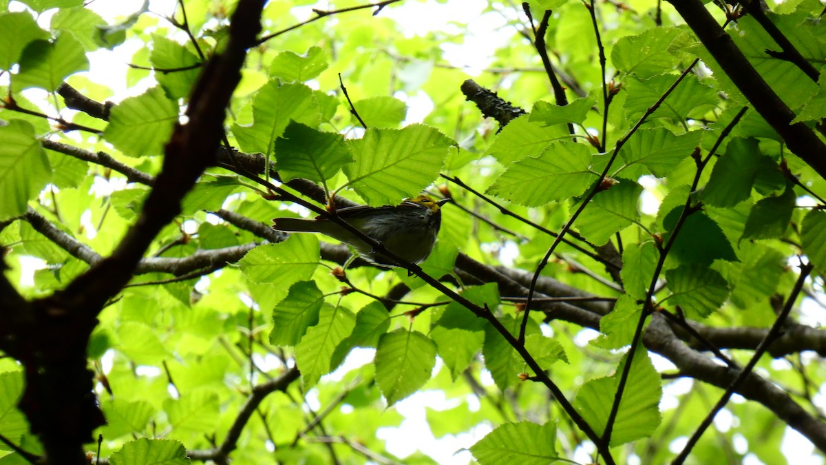 Grünmantel-Waldsänger - ML582035141