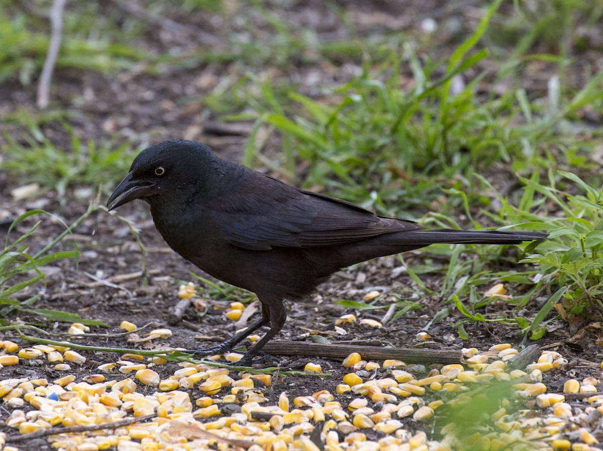 Common Grackle - ML582035341