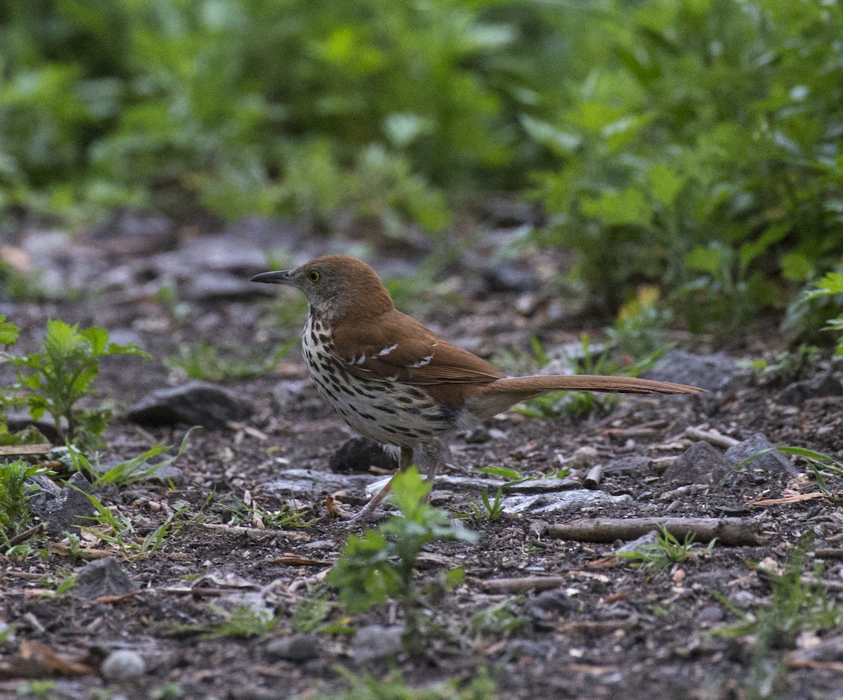 Brown Thrasher - ML582035351