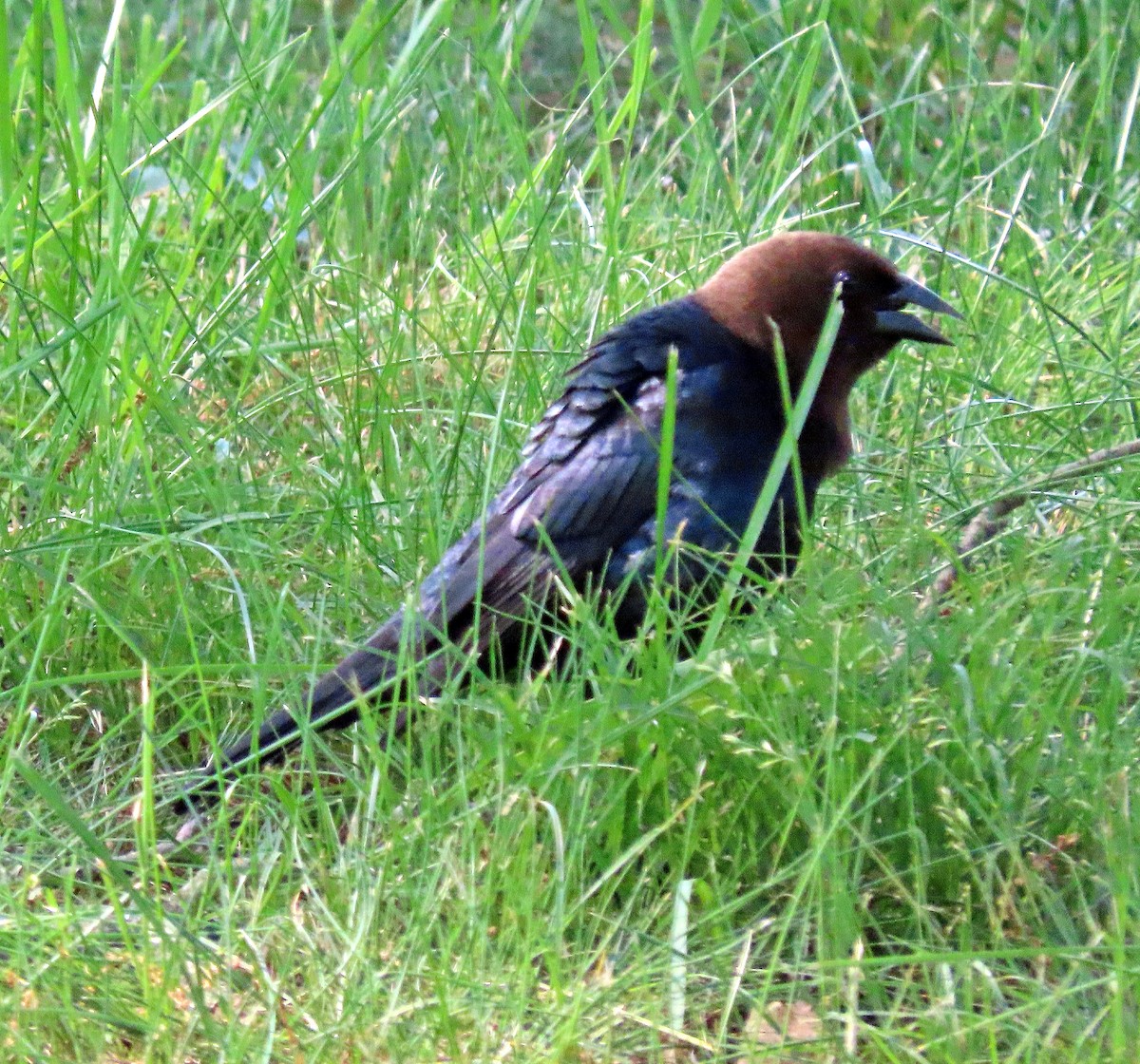 Brown-headed Cowbird - Shilo McDonald