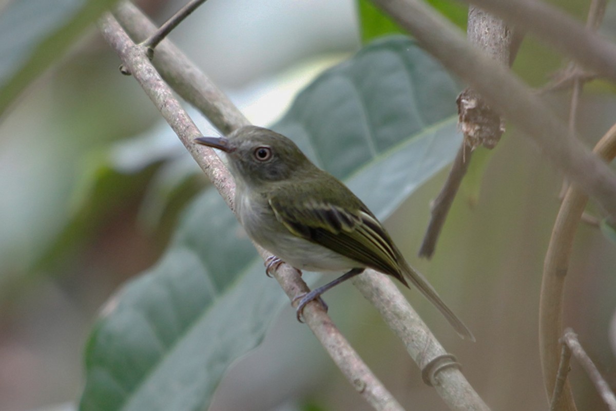 White-bellied Tody-Tyrant - Murilo Vicente