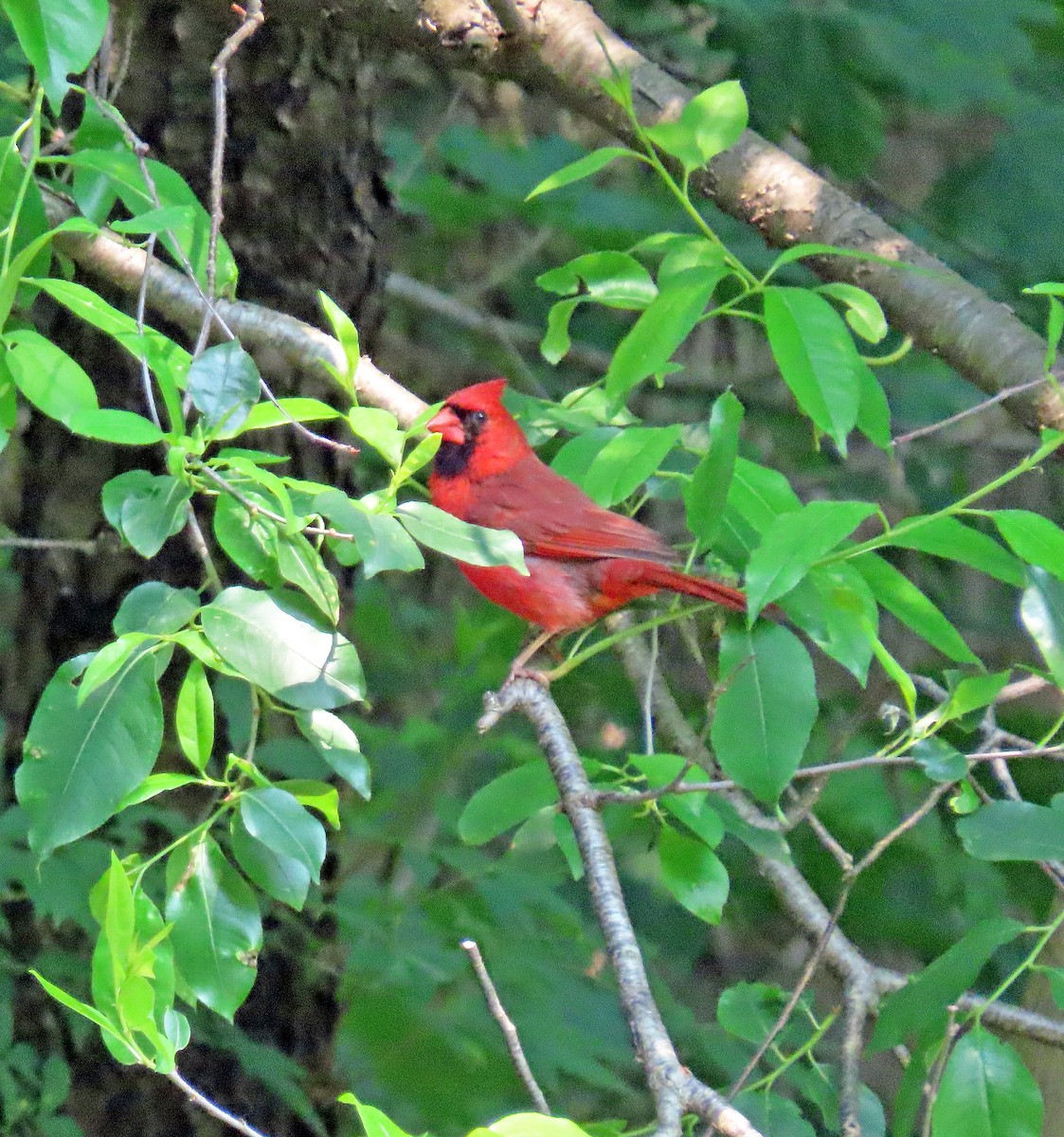 Cardinal rouge - ML582036461