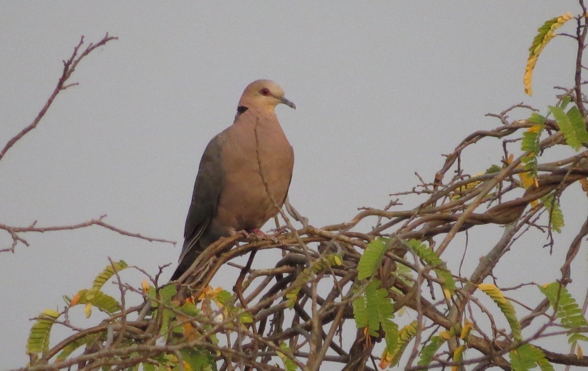 Red-eyed Dove - ML58203651